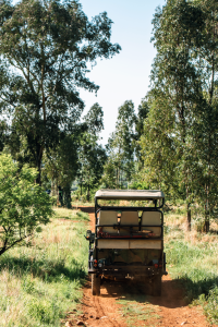 A game drive vehicle going on a Thaba Eco Park game drive