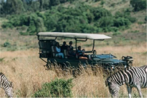 A safari vehicle with tourists is parked in a grassy field, observing zebras grazing in the foreground. The setting is lush and serene.