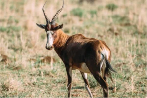 A sable antelope stands on grassy plains, facing the camera with slightly curved horns. The animal's reddish-brown coat contrasts with the dry grass.
