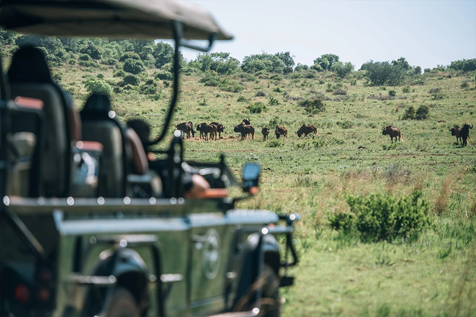 December staycation ideas - a guided eco drive at Thaba Eco Hotel