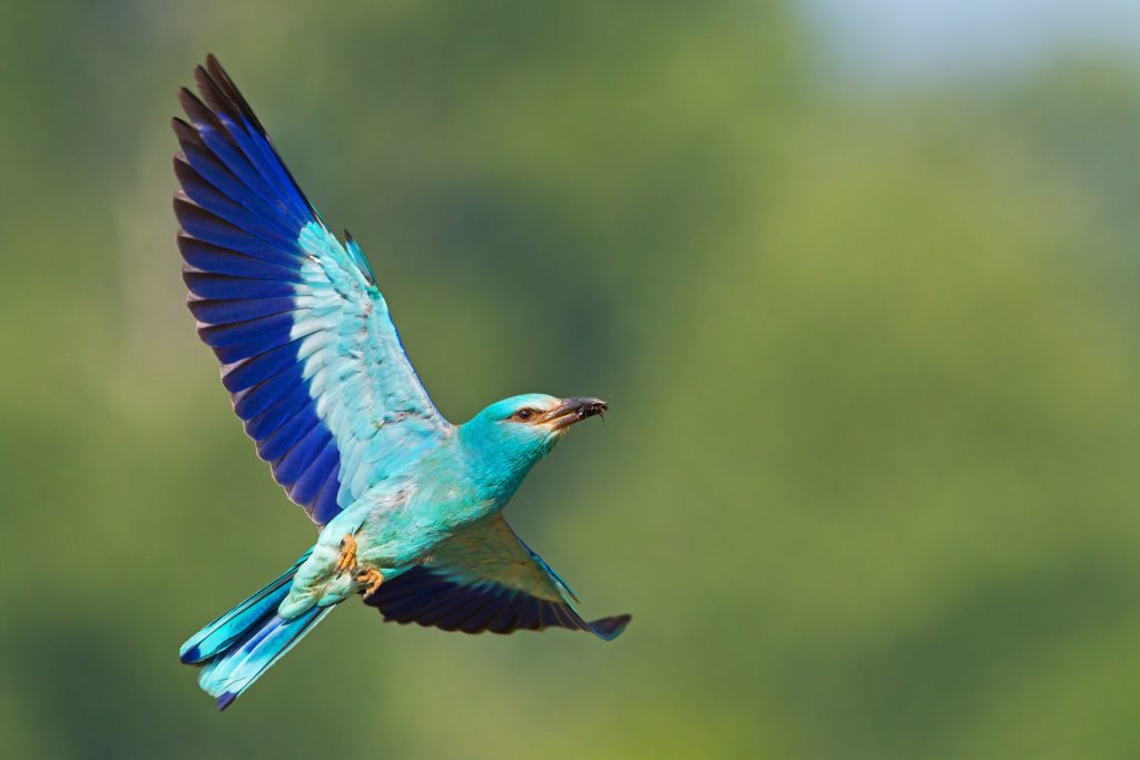 European Roller at Thaba Eco Park