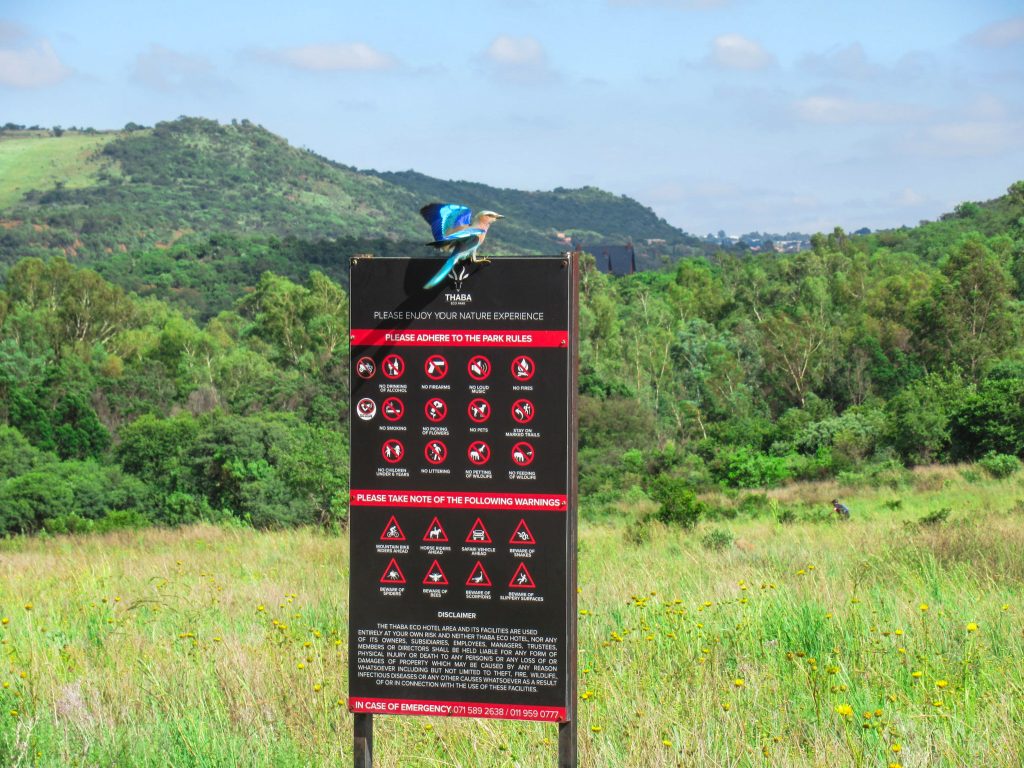 European Roller spotted at Thaba Eco Hotel