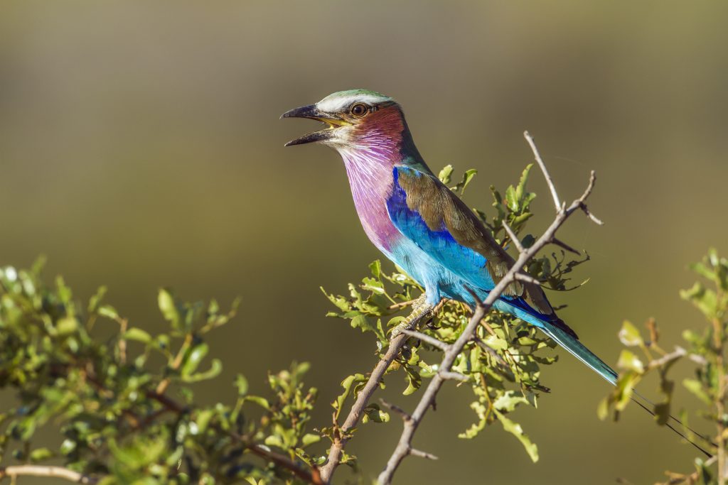 Lilac Breasted Roller at Thaba Eco Park