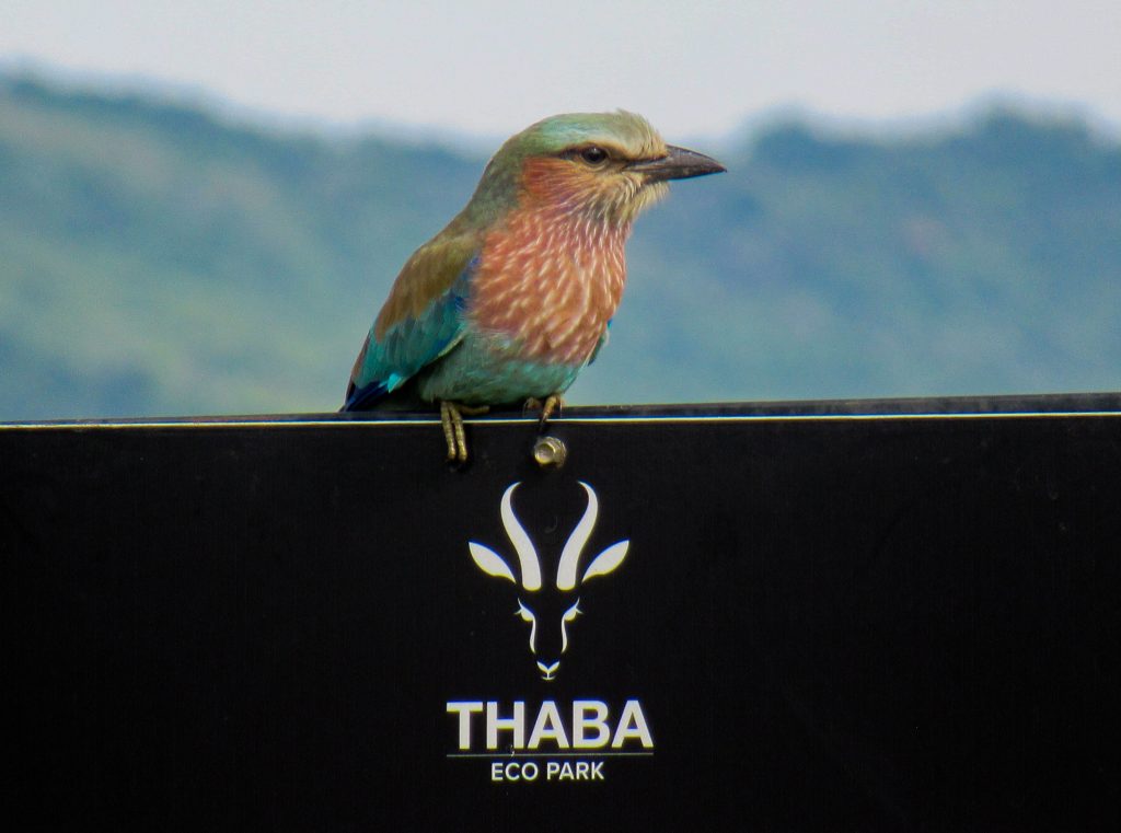 Lilac Breasted Roller spotted at Thaba Eco Park